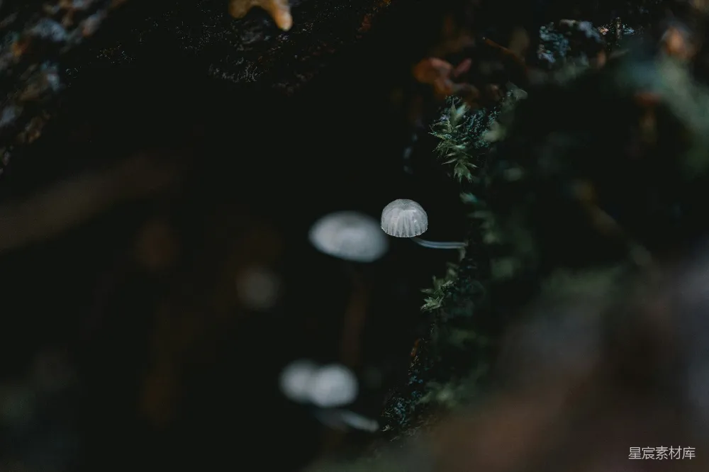 高清摄影 自然 蘑菇 森林 微距摄影 生态 森林中的神秘小蘑菇