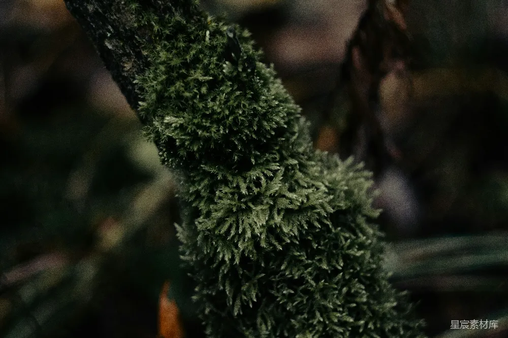 高清摄影 自然 苔藓 树枝 宁静 生态 青苔覆盖的树枝