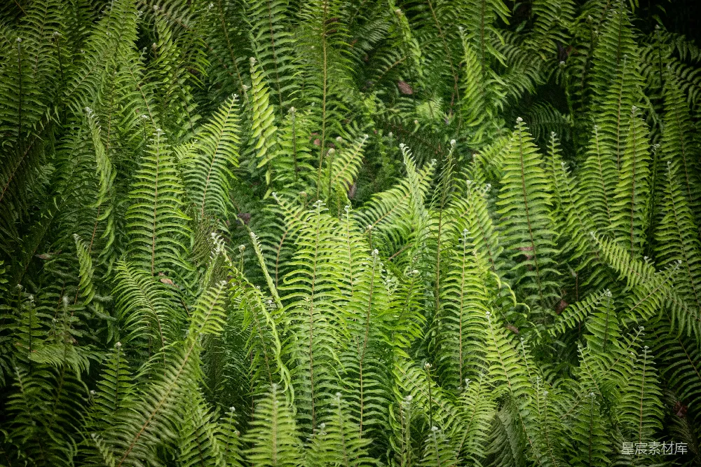 高清摄影 蕨类植物 自然 绿色 生态 生态背景 生机勃勃的蕨类植物