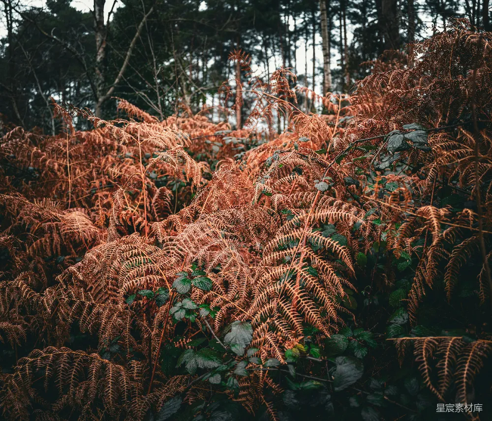 高清摄影 森林 蕨类植物 秋色 自然风光 户外 秋日森林中的蕨类植物