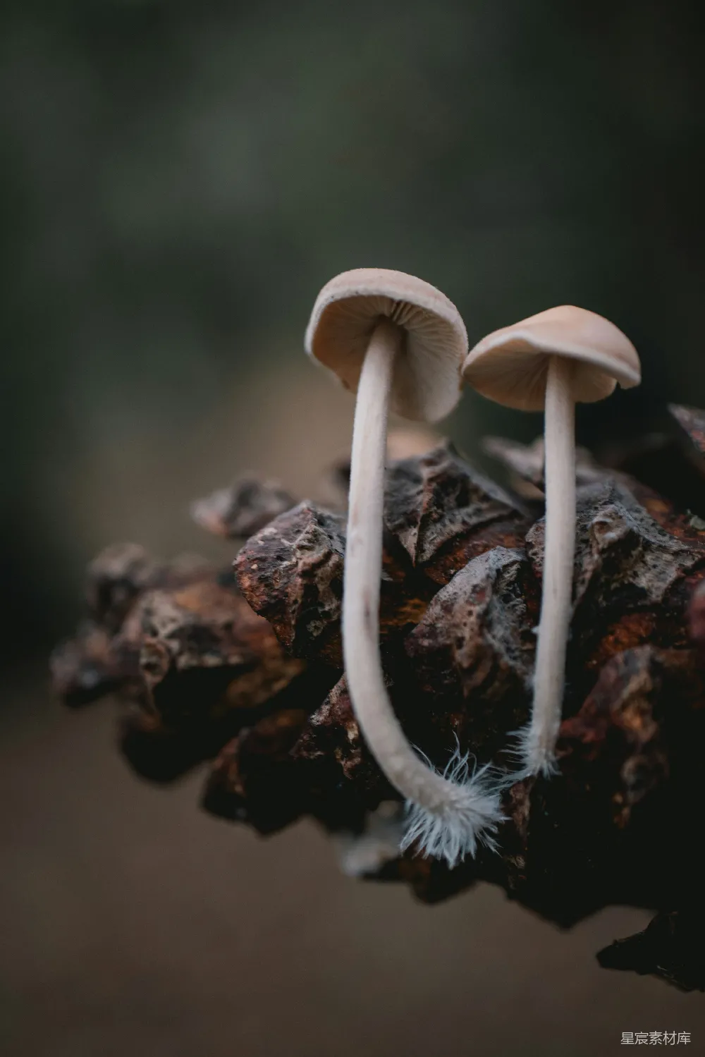 高清摄影 蘑菇 自然 森林 微距摄影 自然景观 森林中的小蘑菇