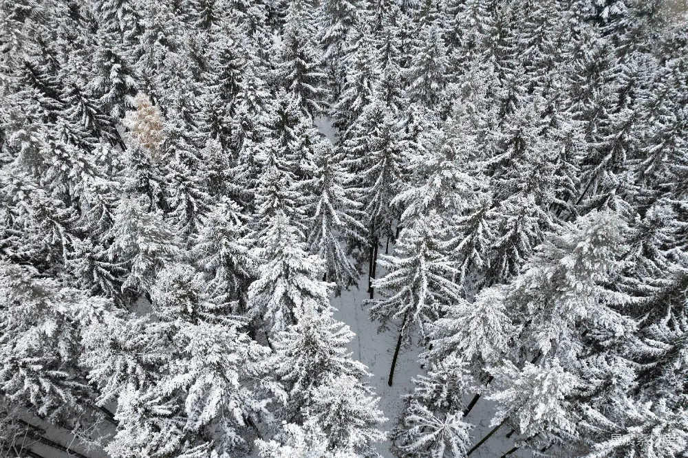 高清摄影 冬景 雪景 松树林 自然风光 冬季 冬日雪景中的松树林