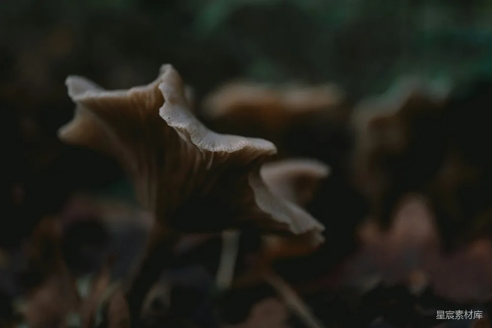 高清摄影 蘑菇 自然 生态 森林 细腻 森林中的蘑菇