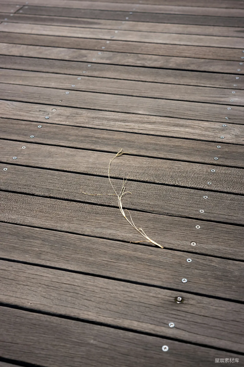 高清摄影 木板 自然 细节 纹理 户外 木板上的草