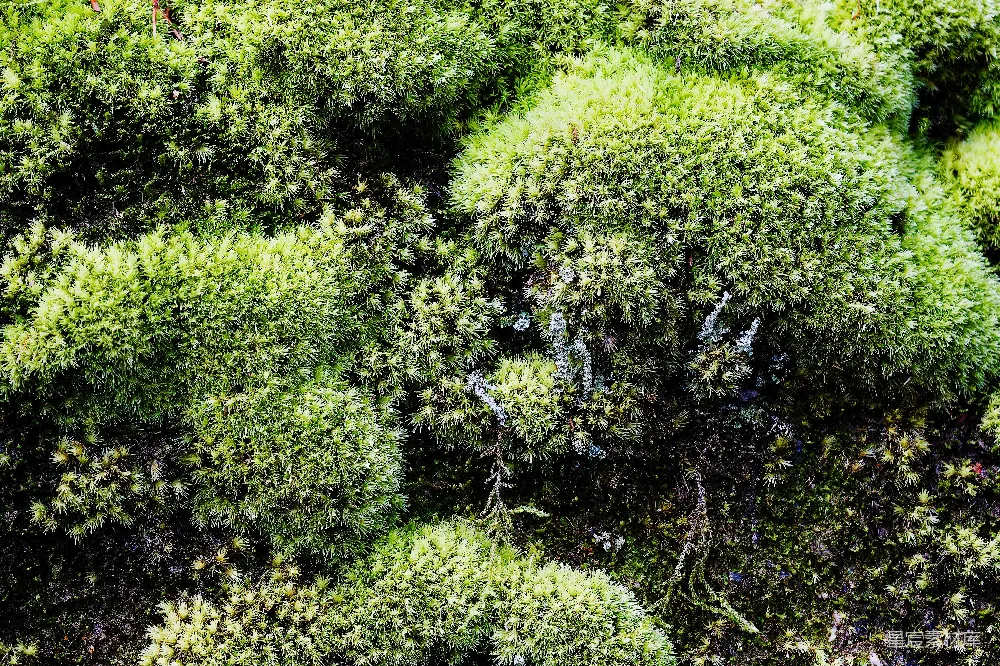 高清摄影 苔藓 自然 岩石 纹理 背景 苔藓覆盖的岩石