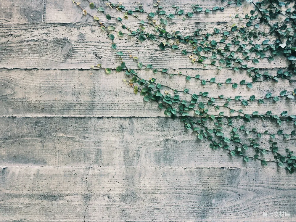 高清摄影 植物 自然 墙面 纹理 绿色 藤蔓爬墙