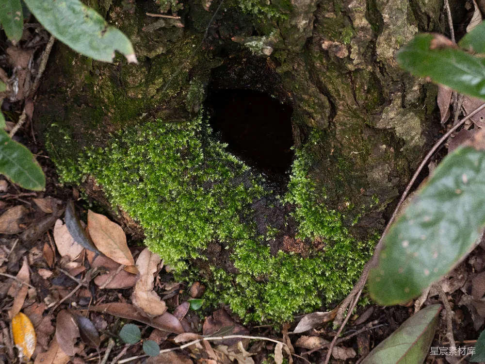高清摄影 苔藓 树洞 自然 生态 森林 苔藓覆盖的树洞
