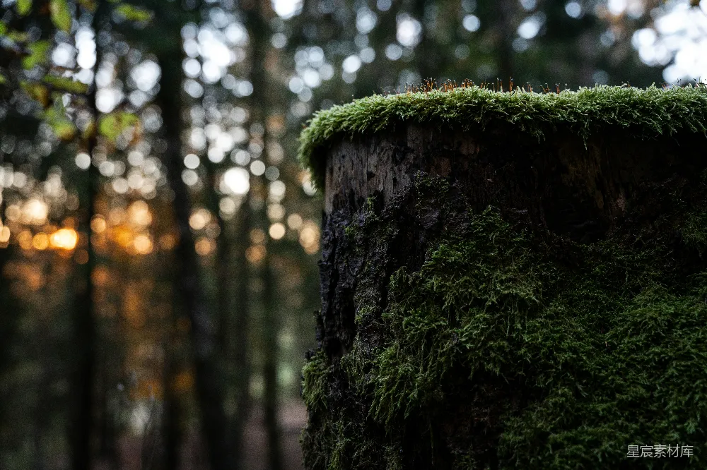 高清摄影 森林 苔藓 树桩 自然 宁静 森林中的苔藓树桩