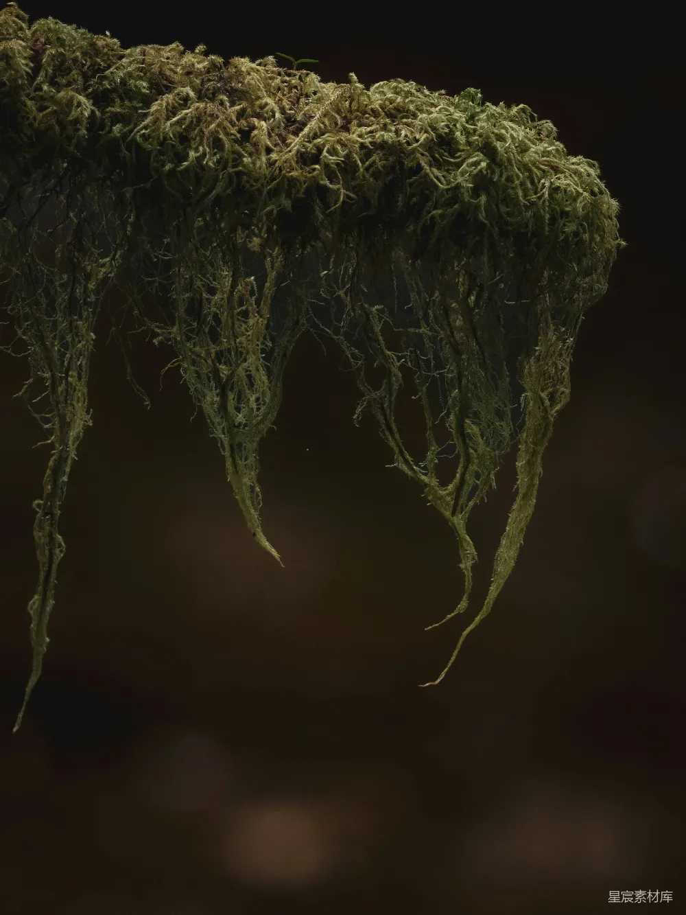 高清摄影 苔藓 自然 悬垂 生态 背景 悬挂的苔藓