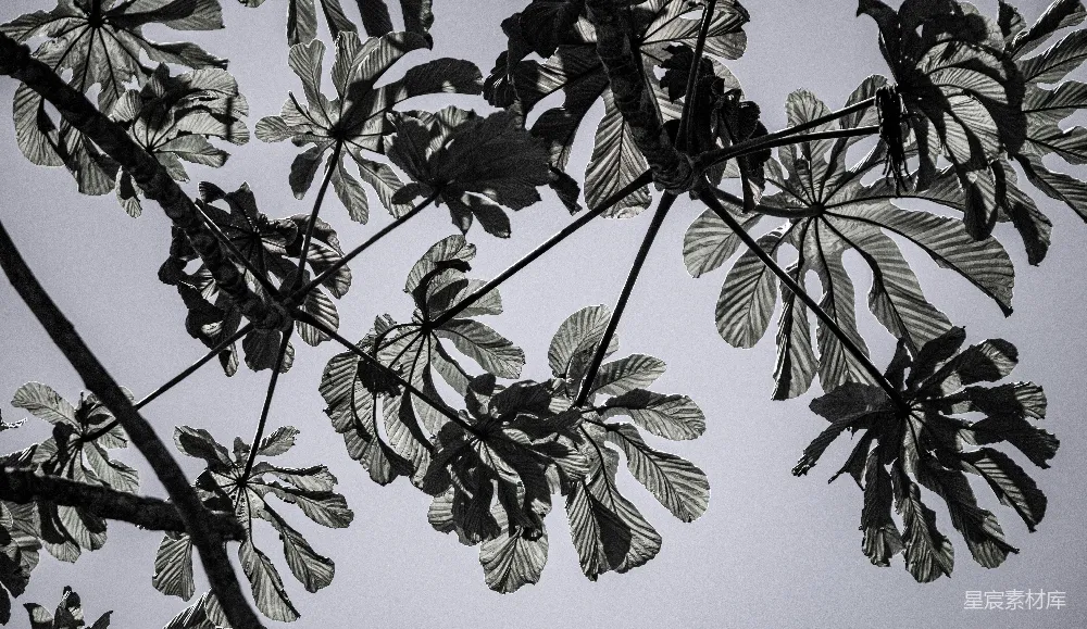 高清摄影 自然 黑白 植物 艺术 抽象 黑白叶片轮廓