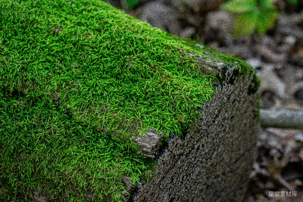高清摄影 苔藓 自然 岩石 生态 森林 绿意盎然的苔藓覆盖的岩石