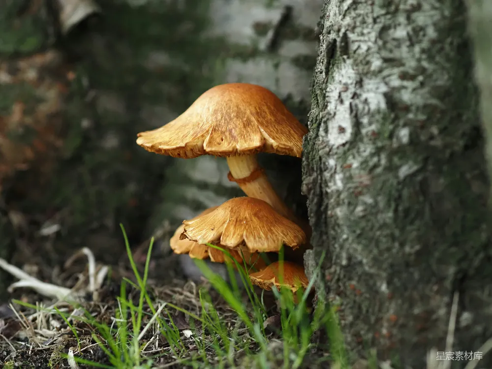 高清摄影 蘑菇 自然 森林 秋季 生态 树旁的蘑菇