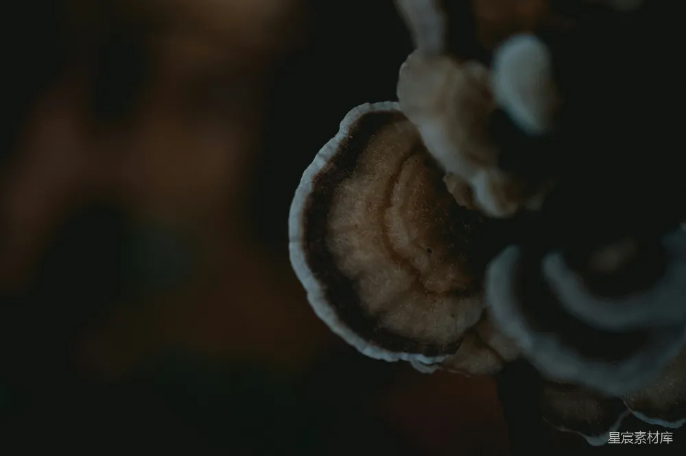 高清摄影 蘑菇 自然 深色调 微观世界 自然之美 深邃的蘑菇