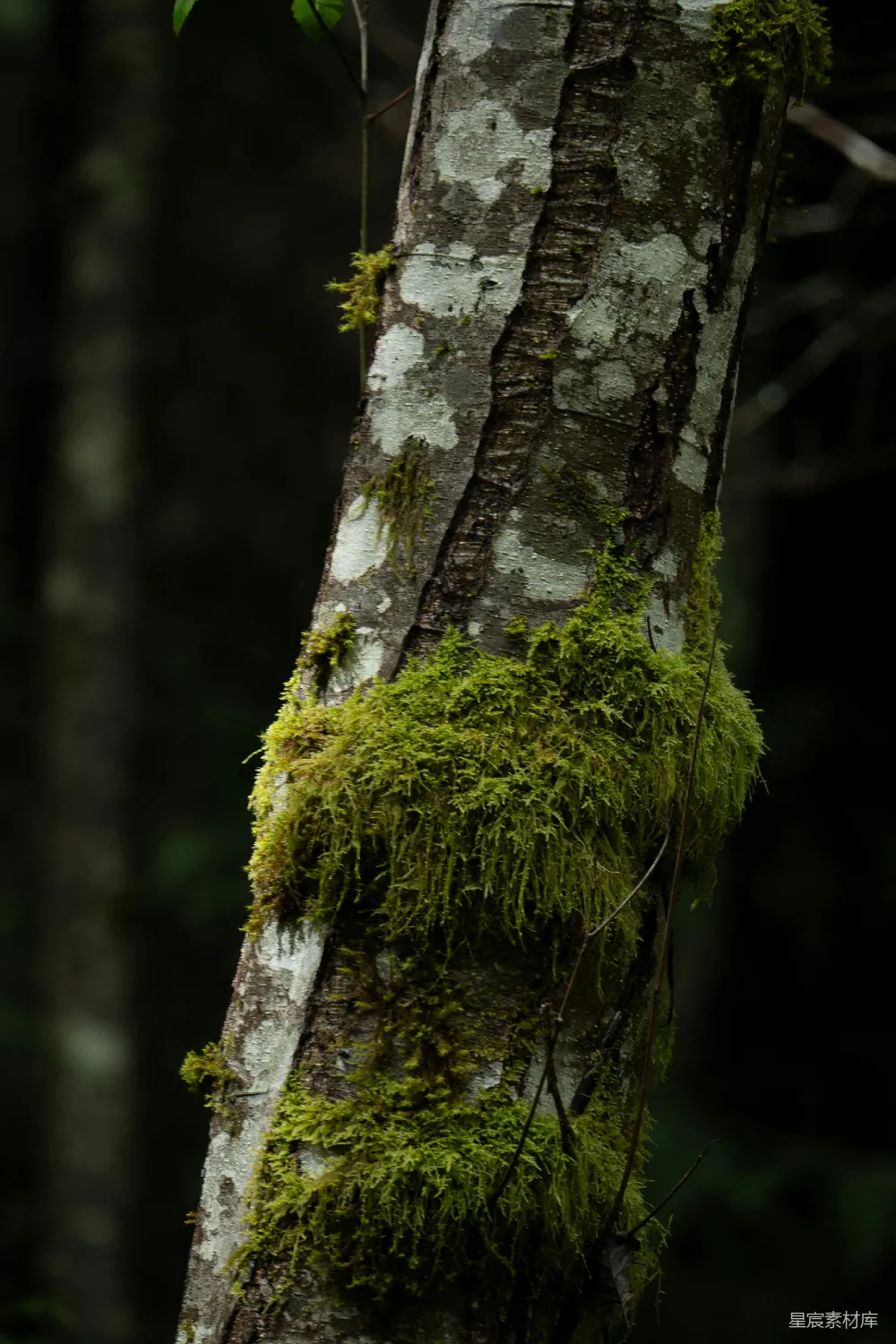 高清摄影 森林 苔藓 自然 树干 生态 苔藓覆盖的树干