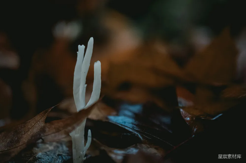 高清摄影 森林 蘑菇 自然 微观 摄影 森林地上的白色蘑菇