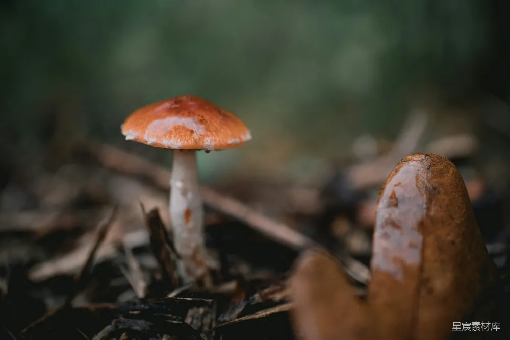 高清摄影 蘑菇 自然 森林 生态 微距 森林中的小蘑菇