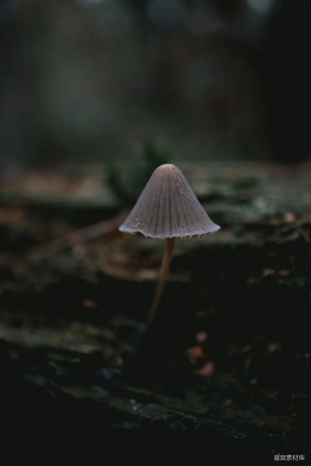 高清摄影 蘑菇 森林 自然 神秘 宁静 神秘的森林蘑菇