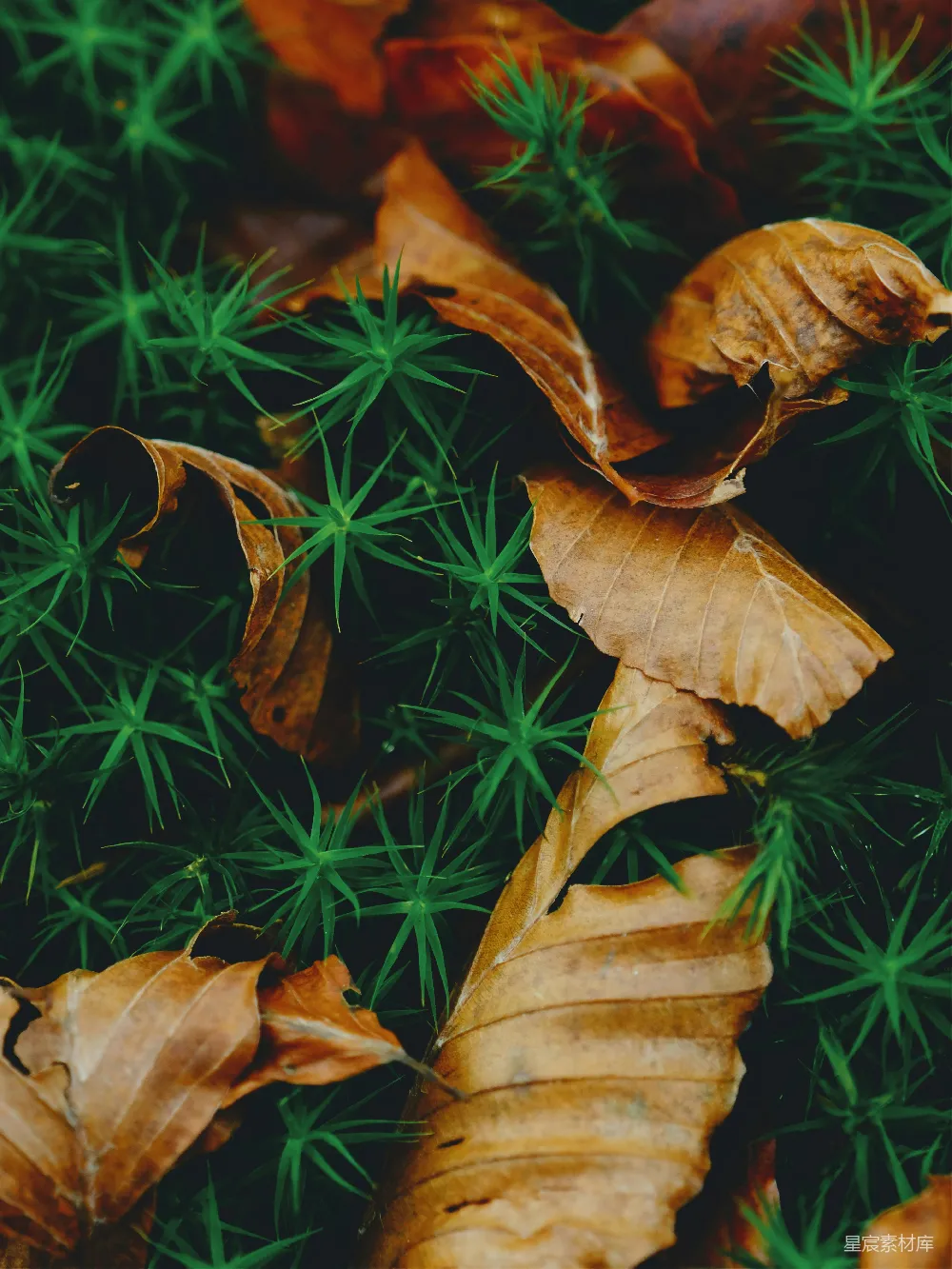 高清摄影 自然 秋季 枯叶 苔藓 生态 枯叶与苔藓的自然之美