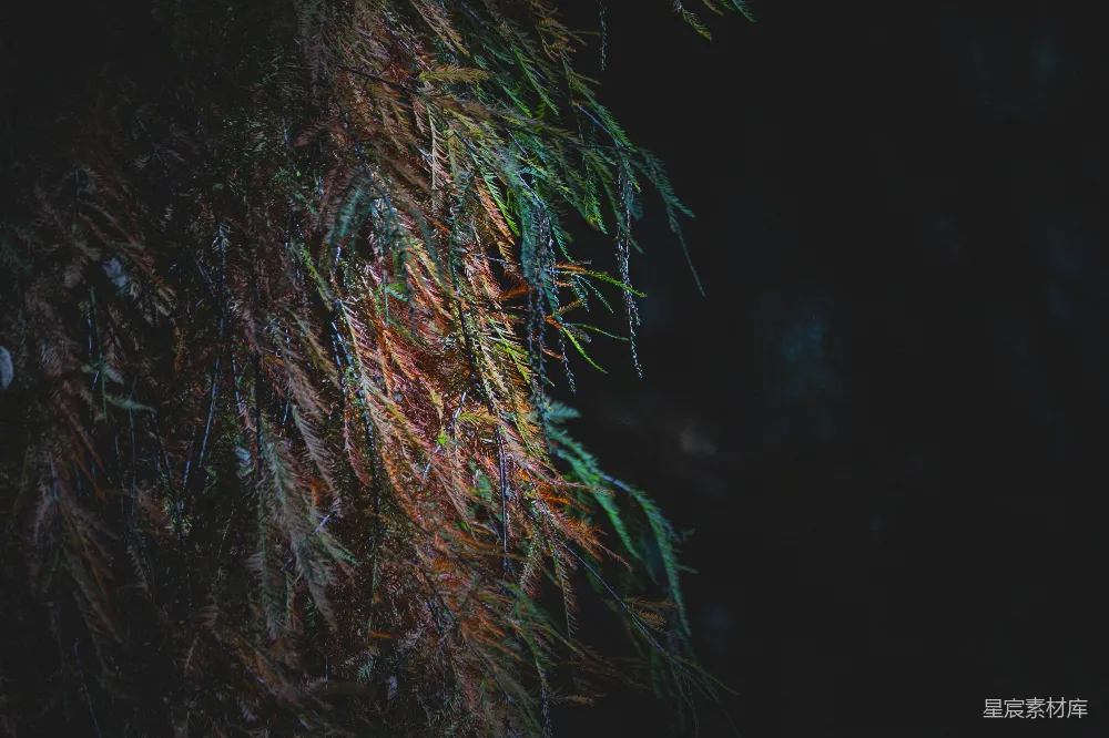 高清摄影 夜晚 自然 树枝 宁静 黑暗 夜色中的树梢