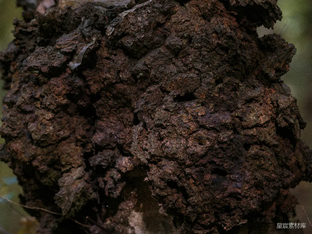 高清摄影 树根 自然 细节 户外 纹理 树根特写