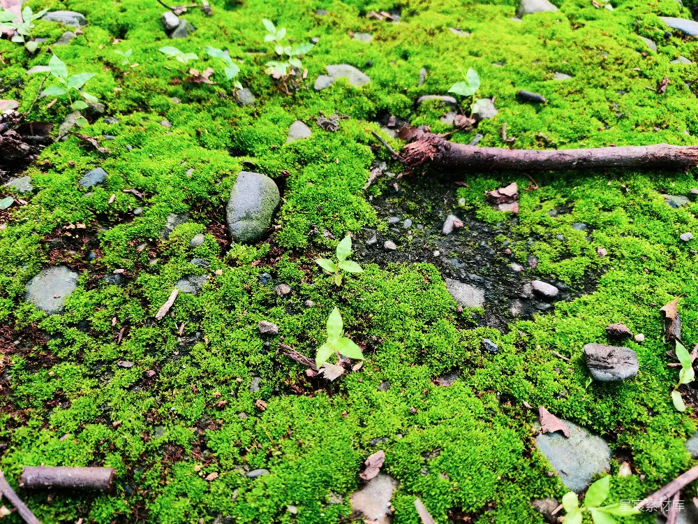 高清摄影 苔藓 自然 地表 户外 绿色 青苔覆盖的地面