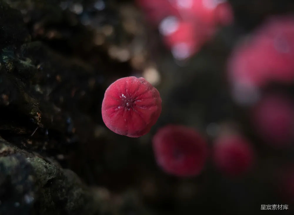 高清摄影 自然 鲜艳 特写 生态 自然之美 神秘的红色果实