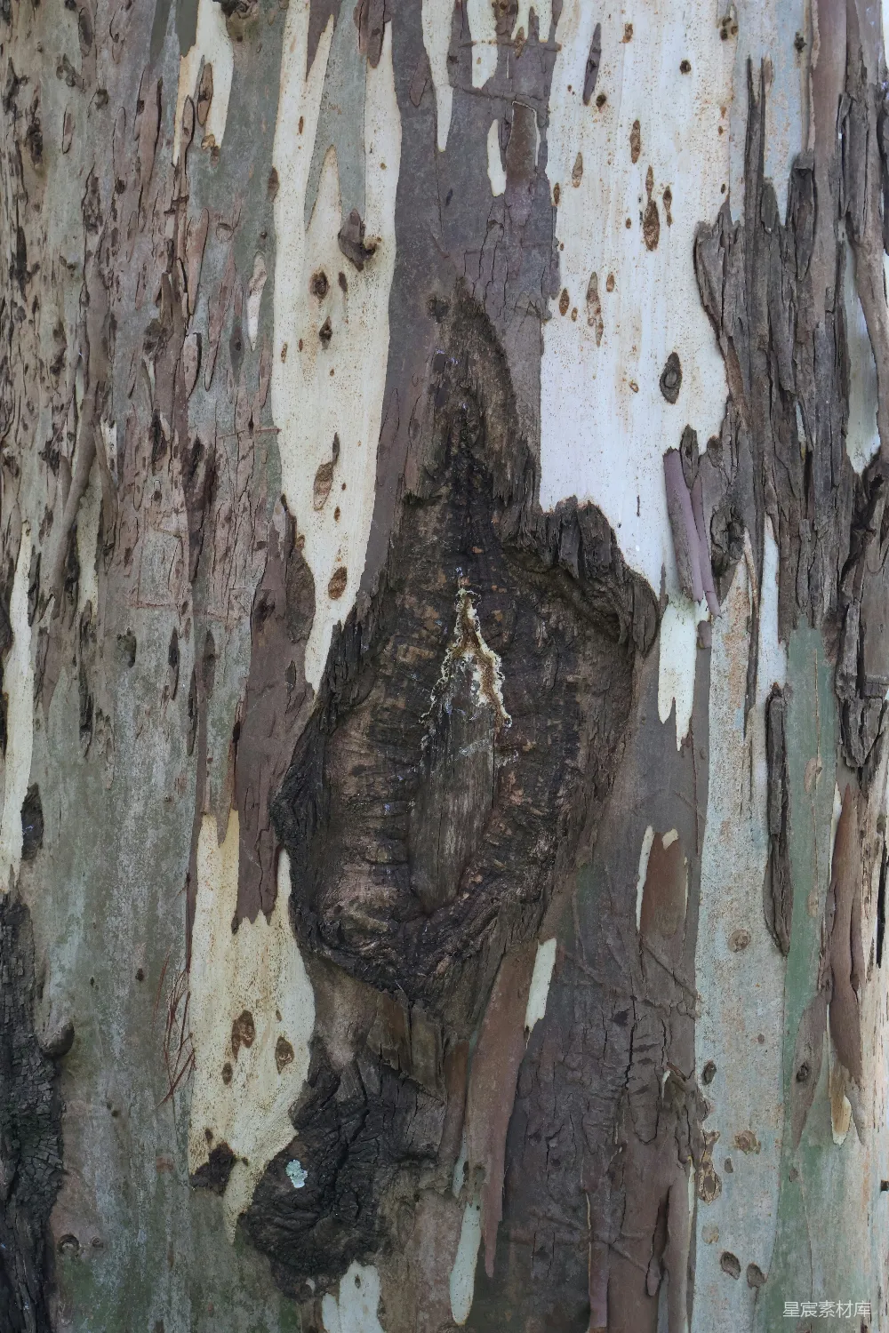 高清摄影 树皮 自然 纹理 户外 背景 树皮纹理