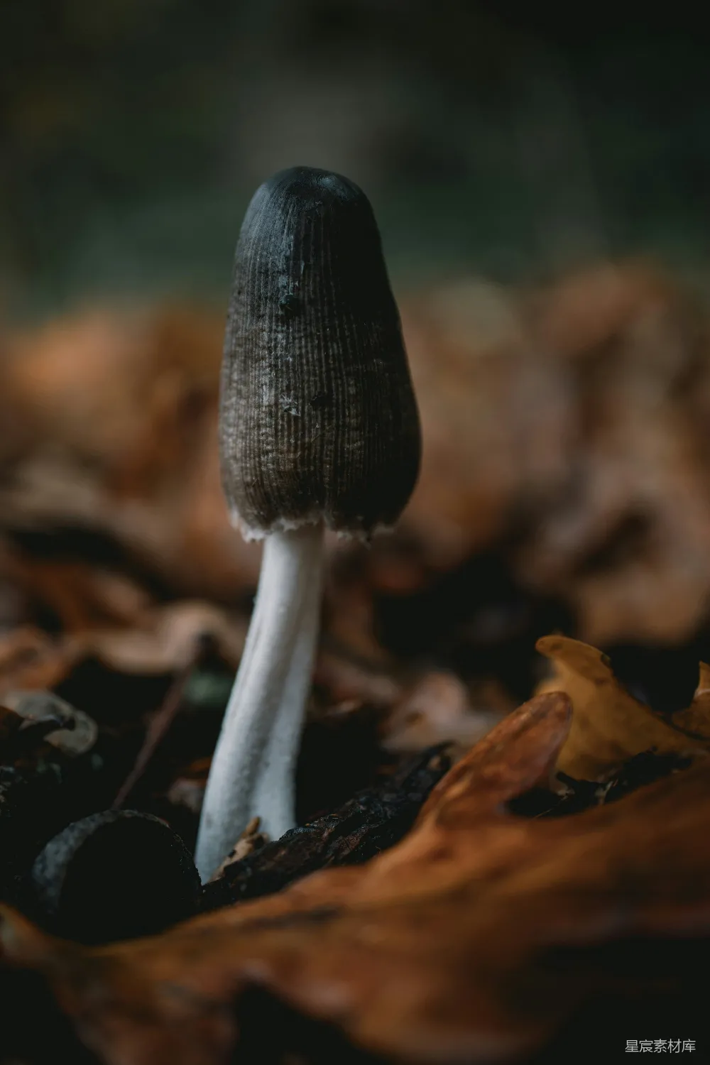 高清摄影 蘑菇 自然 森林 生态 神秘 森林中的神秘蘑菇