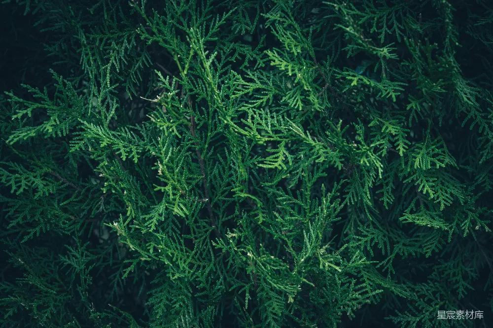 高清摄影 自然 植物 纹理 绿色 宁静 松柏的绿色纹理