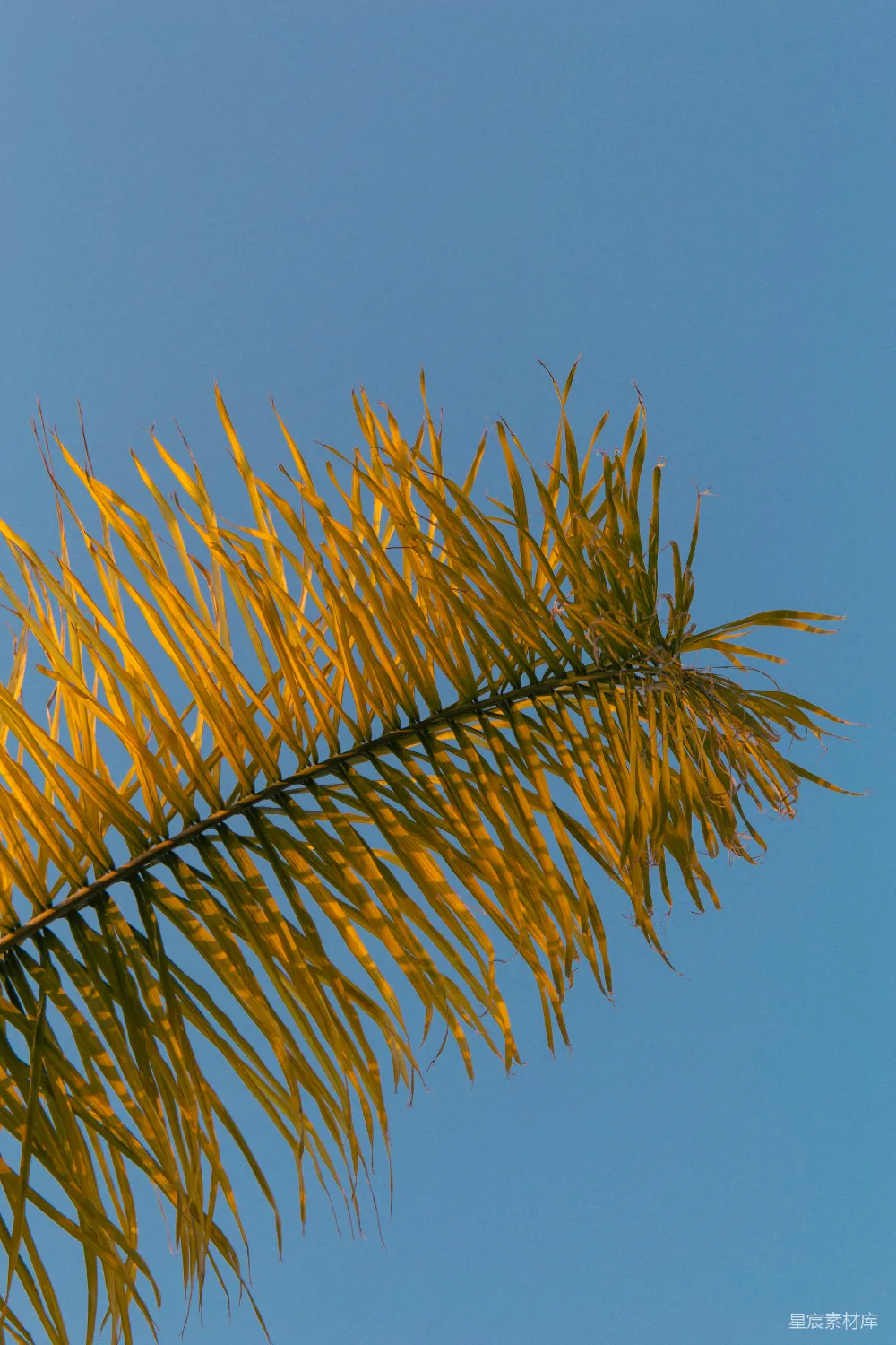 高清摄影 棕榈树 自然 蓝色背景 户外 植物 棕榈树与蓝天