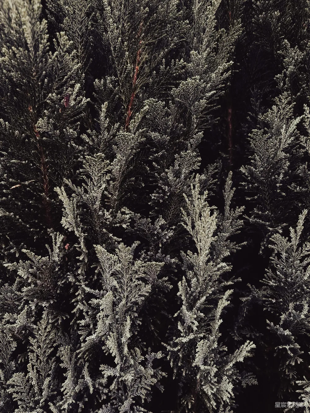 高清摄影 自然 植物 纹理 户外 风景 松柏枝叶