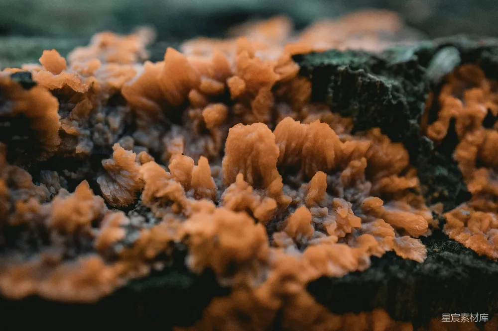 高清摄影 自然 真菌 微观 生态 森林 自然界的微缩景观
