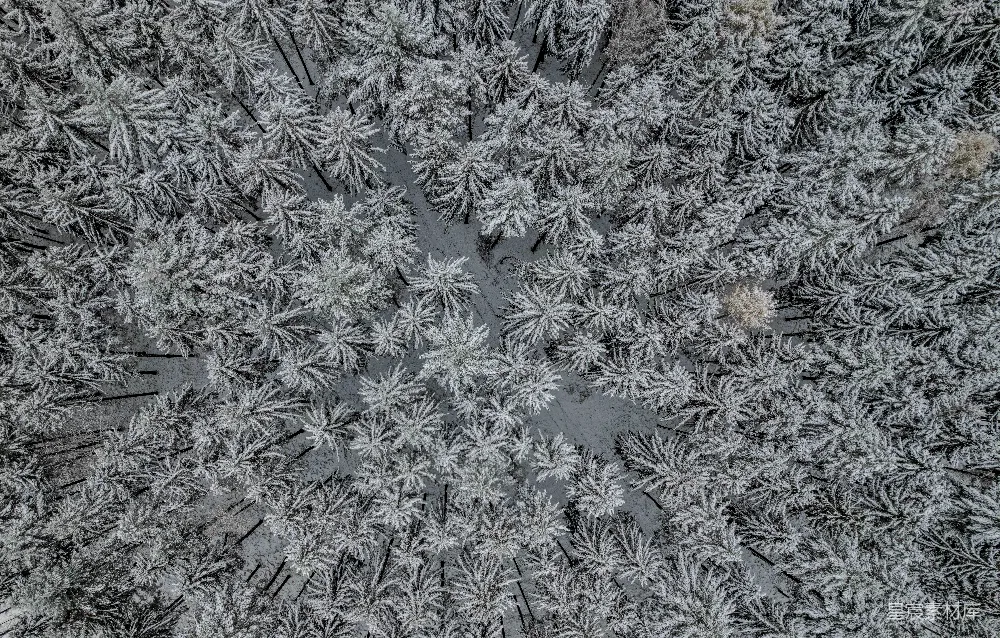 高清摄影 雪景 松林 俯瞰 冬季 自然 雪覆松林俯瞰图
