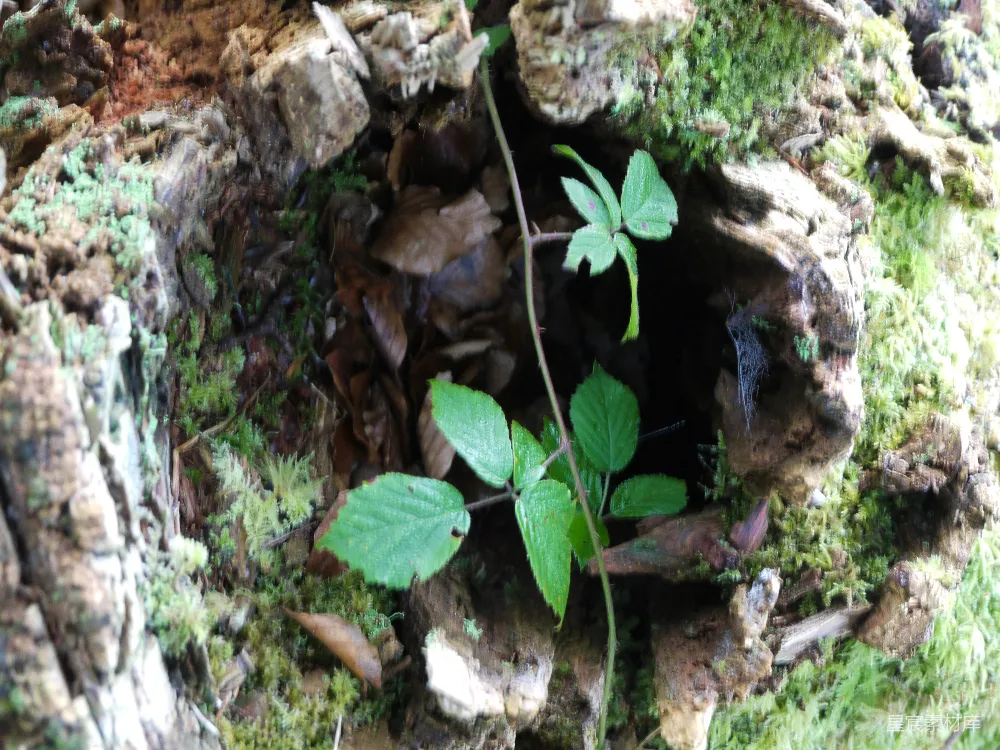 高清摄影 森林 自然 苔藓 植物 洞穴 自然界的秘密洞穴