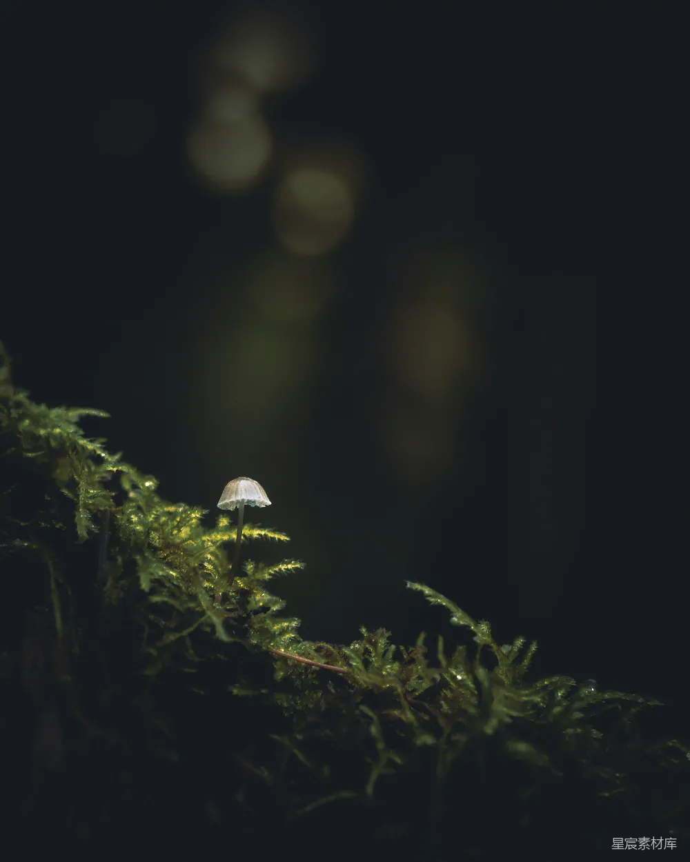 高清摄影 森林 蘑菇 自然 黑暗 宁静 幽暗森林中的小蘑菇