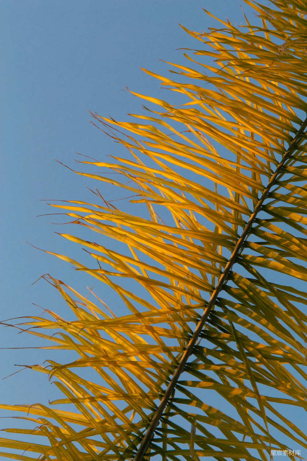 高清摄影 自然 热带 阳光 植物 户外 阳光下的棕榈叶