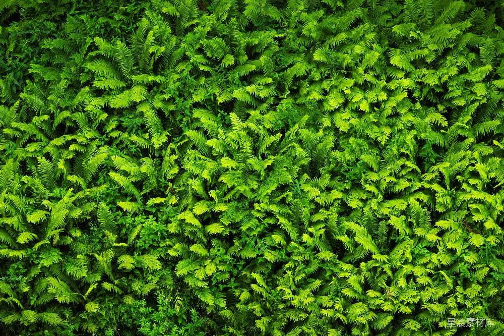 高清摄影 自然 绿色 蕨类植物 生态背景 清新 翠绿的蕨类植物群