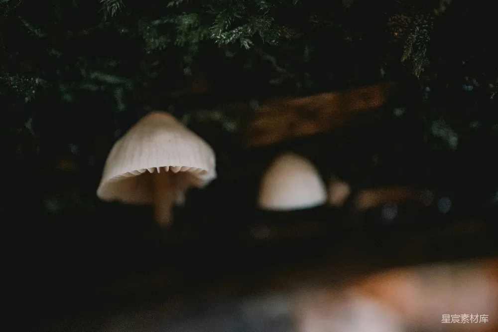 高清摄影 蘑菇 森林 自然 宁静 神秘 森林中的神秘蘑菇