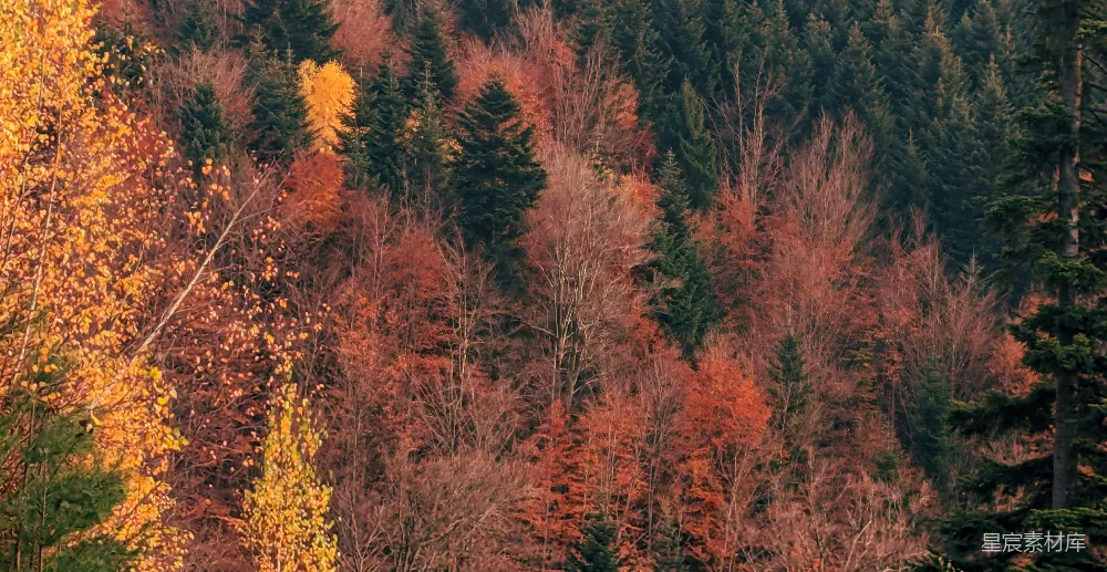 高清摄影 秋天 森林 自然 风景 宁静 秋日森林的色彩交织