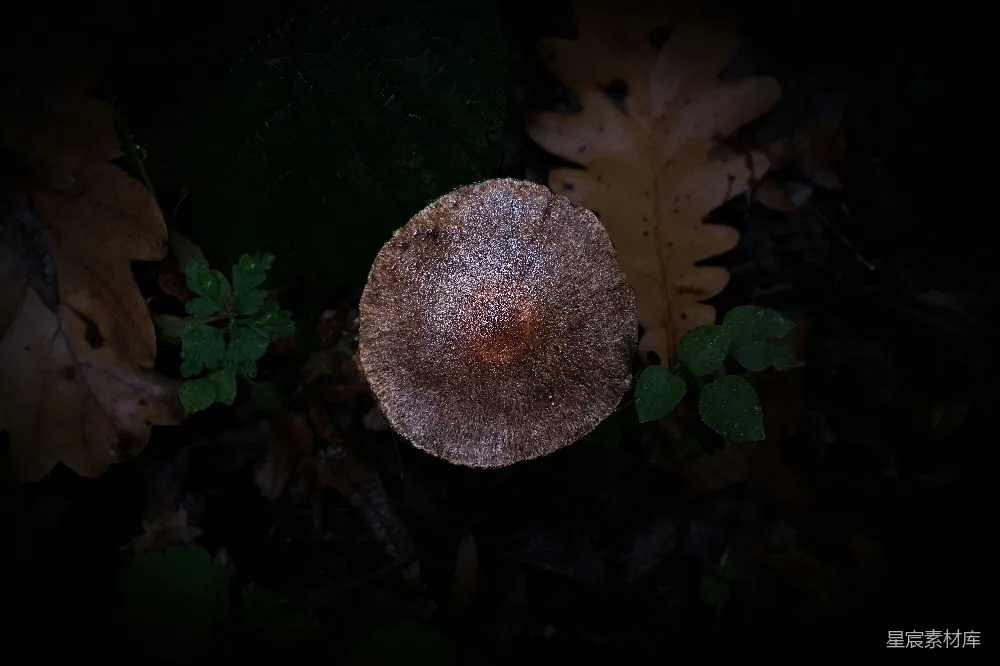 高清摄影 蘑菇 自然 森林 黑暗 神秘 幽暗森林中的神秘蘑菇
