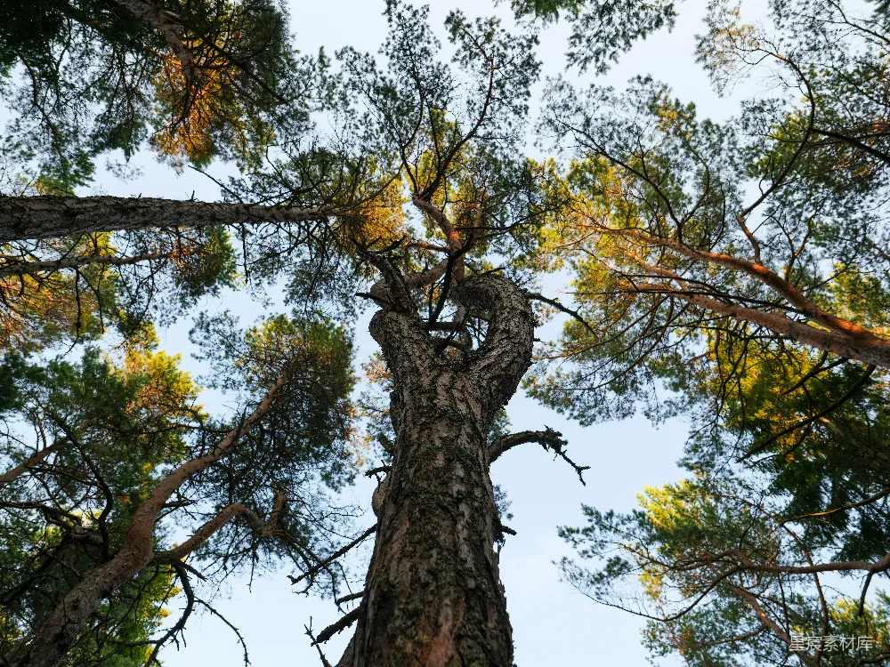高清摄影 自然 森林 树木 宁静 户外 仰望松树的天空