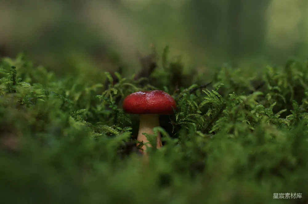 高清摄影 蘑菇 森林 自然 绿色 清新 森林中的红色蘑菇