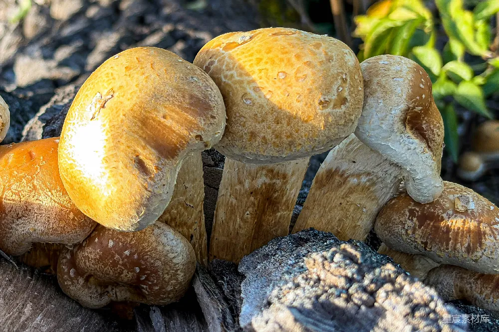 高清摄影 蘑菇 自然 户外 阳光 生态 阳光下的野生蘑菇
