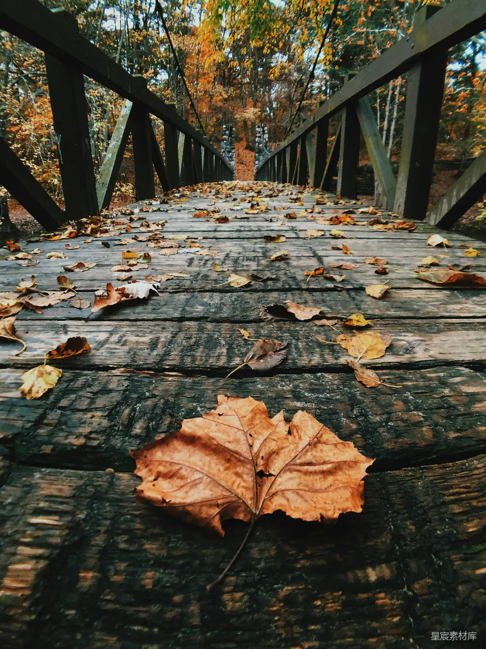 高清摄影 秋天 落叶 木桥 自然风光 户外 秋日落叶上的木桥