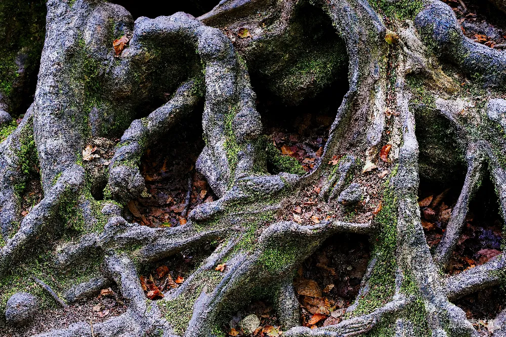 高清摄影 自然风光 岩石 苔藓 户外 生态 岩石与苔藓的自然之美