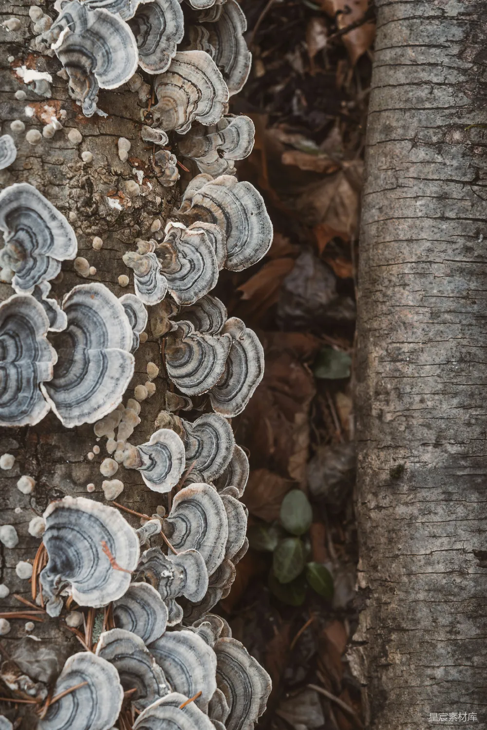 高清摄影 蘑菇 自然 森林 生态 细节 树干上的蘑菇群