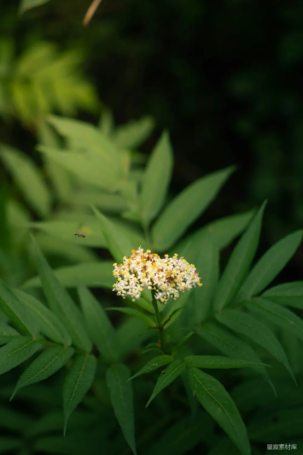 高清摄影 自然 花卉 户外 生态 自然之美 自然中的白色花朵与蜜蜂
