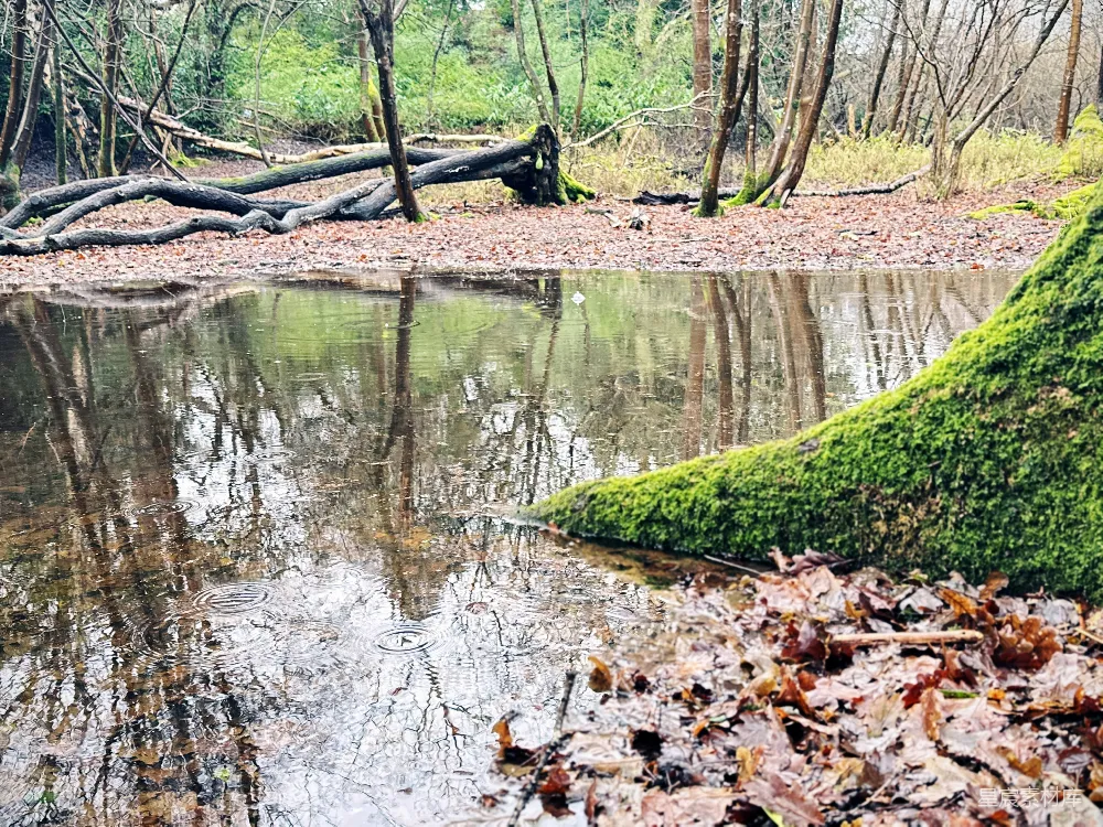 高清摄影 森林 自然 宁静 秋景 溪流 森林中的小溪与落叶