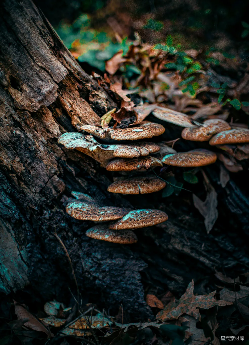 高清摄影 蘑菇 自然 森林 生态 秋天 森林中的蘑菇