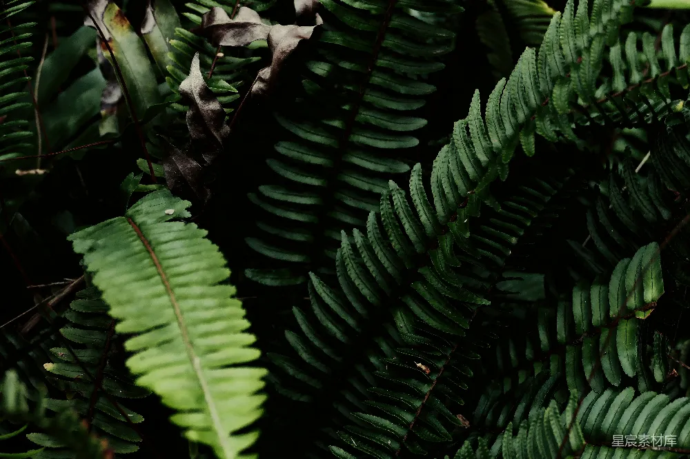 高清摄影 蕨类植物 自然 生态 绿色 纹理 蕨类植物的自然之美